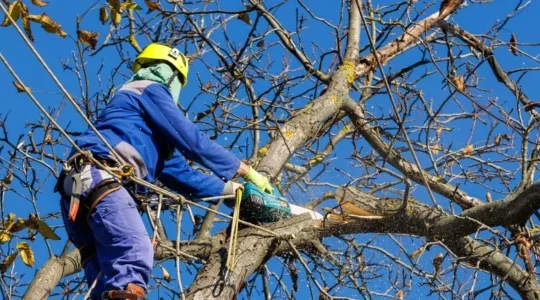Faites appel à un professionnel d elegage