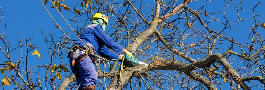 Faites appel à un professionnel d elegage